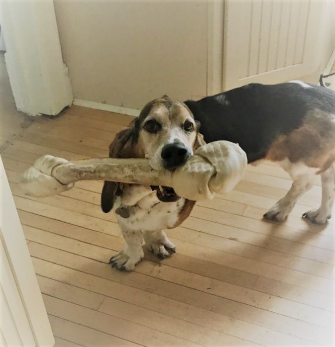 Basset Buddies Rescue