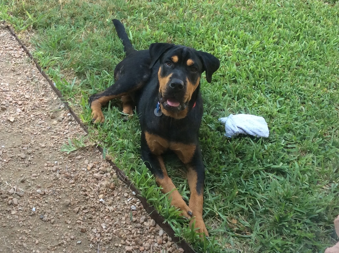 Pets For Adoption At Gemini Rottweiler And Pitbull Rescue Inc In Madison Mn Petfinder