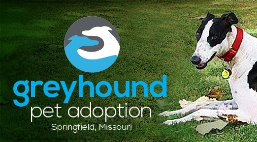 Pets for Adoption at Greyhound Pet Adoption Springfield MO, in