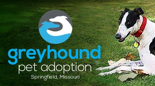 Greyhound Pet Adoption - Springfield MO