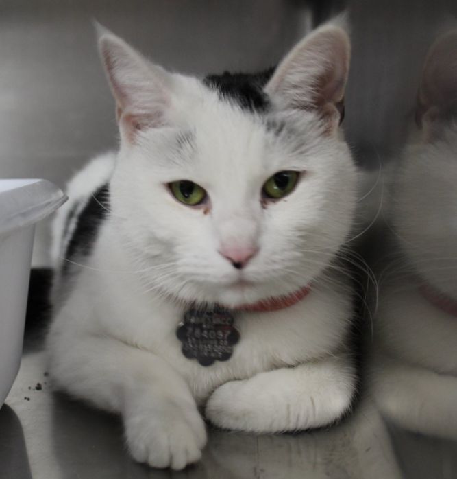 Crestwood Animal Shelter