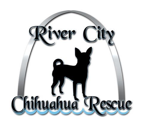Pets for Adoption at River City Chihuahua Rescue, in Saint Louis, MO | Petfinder