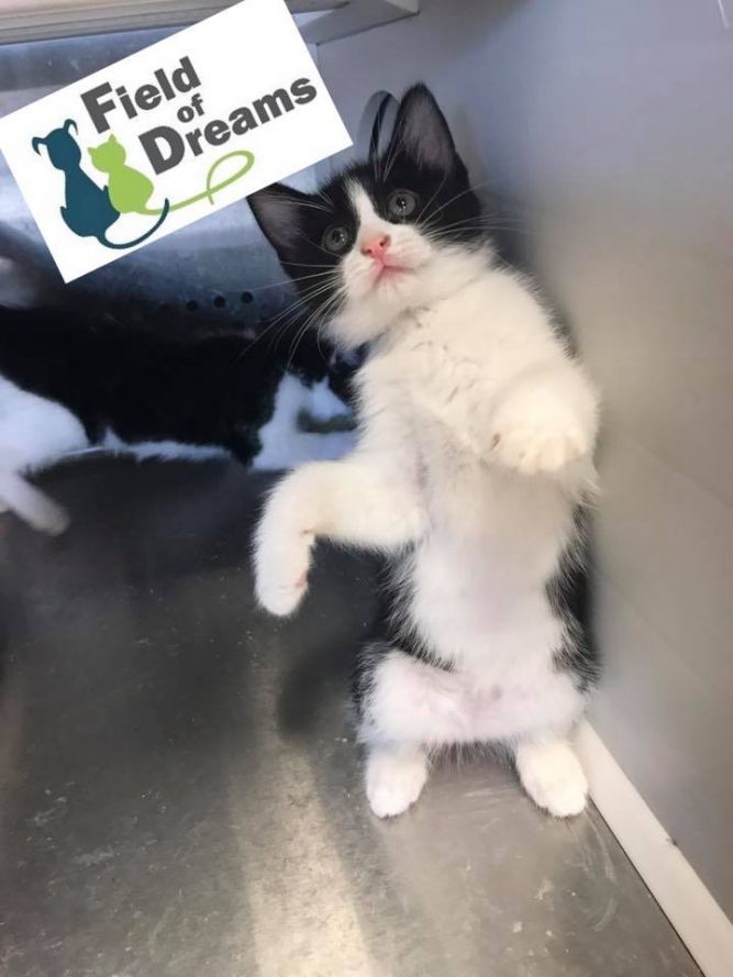 Field of Dreams Rescue