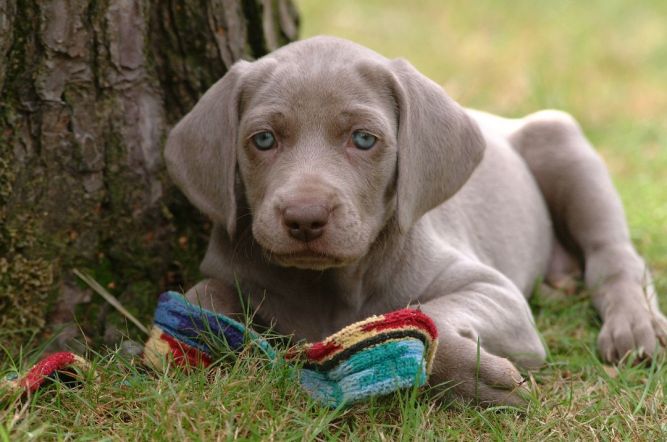 Wonder Weims Rescue