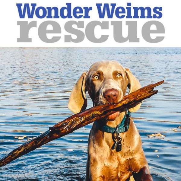 Wonder Weims Rescue