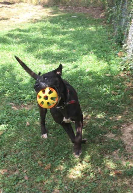 Pets for Adoption at Loving Paws Adoption Center, in Crocker, MO