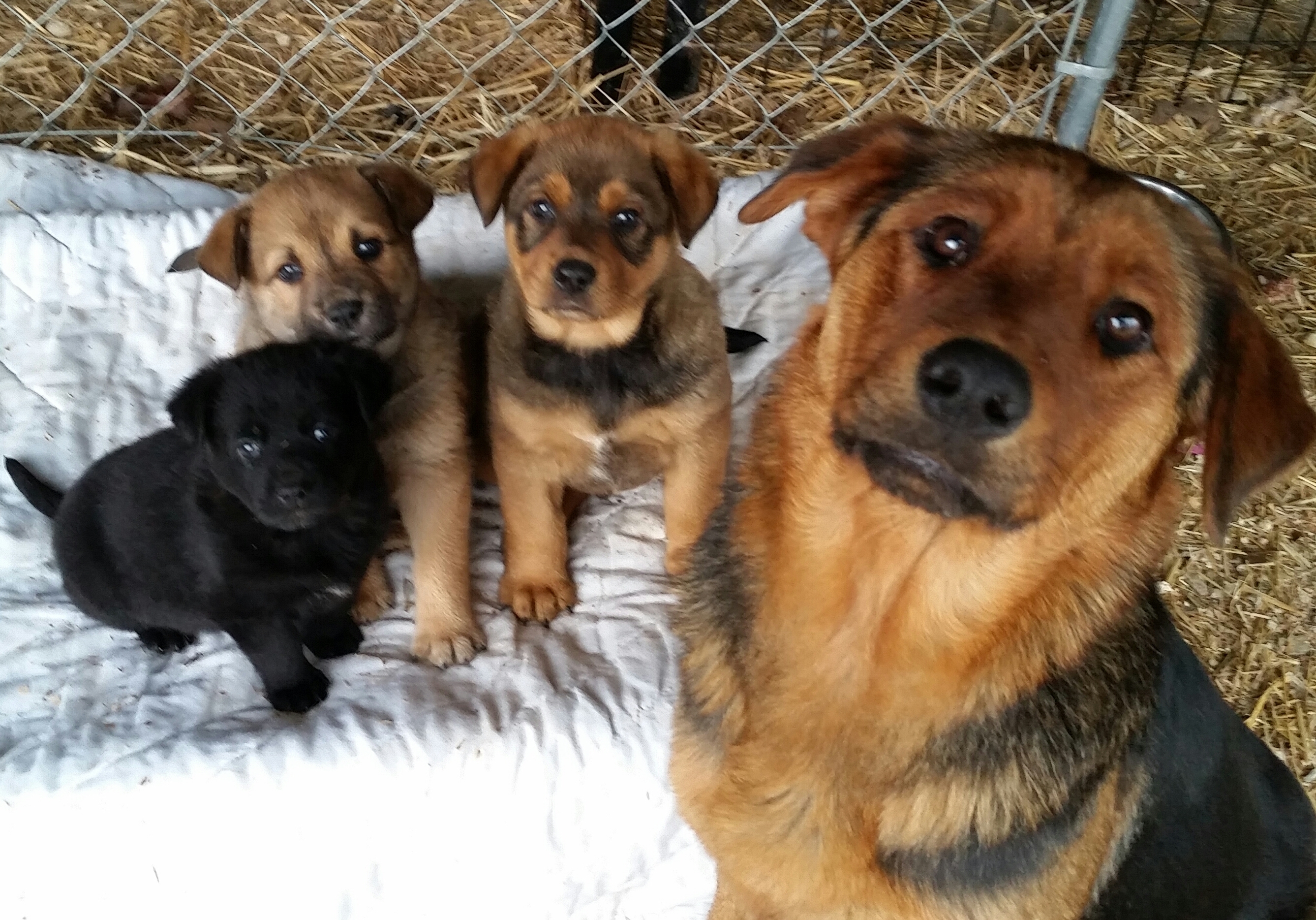 Pets for Adoption at Loving Paws Adoption Center, in Crocker, MO ...