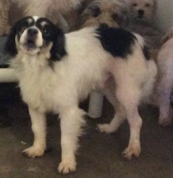 Mickey is ready for adoption.