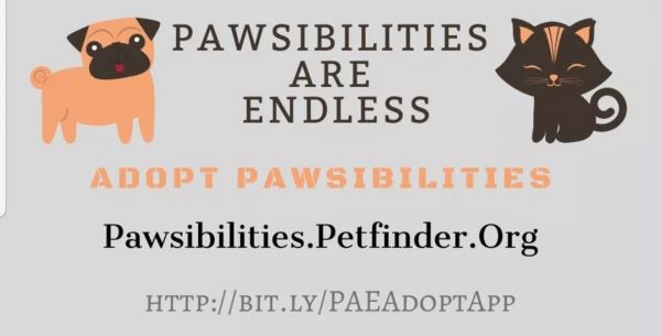 Pawsibilities Are Endless