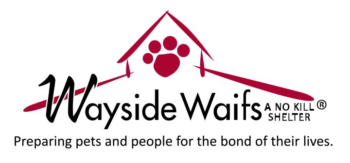 Wayside store waifs puppies