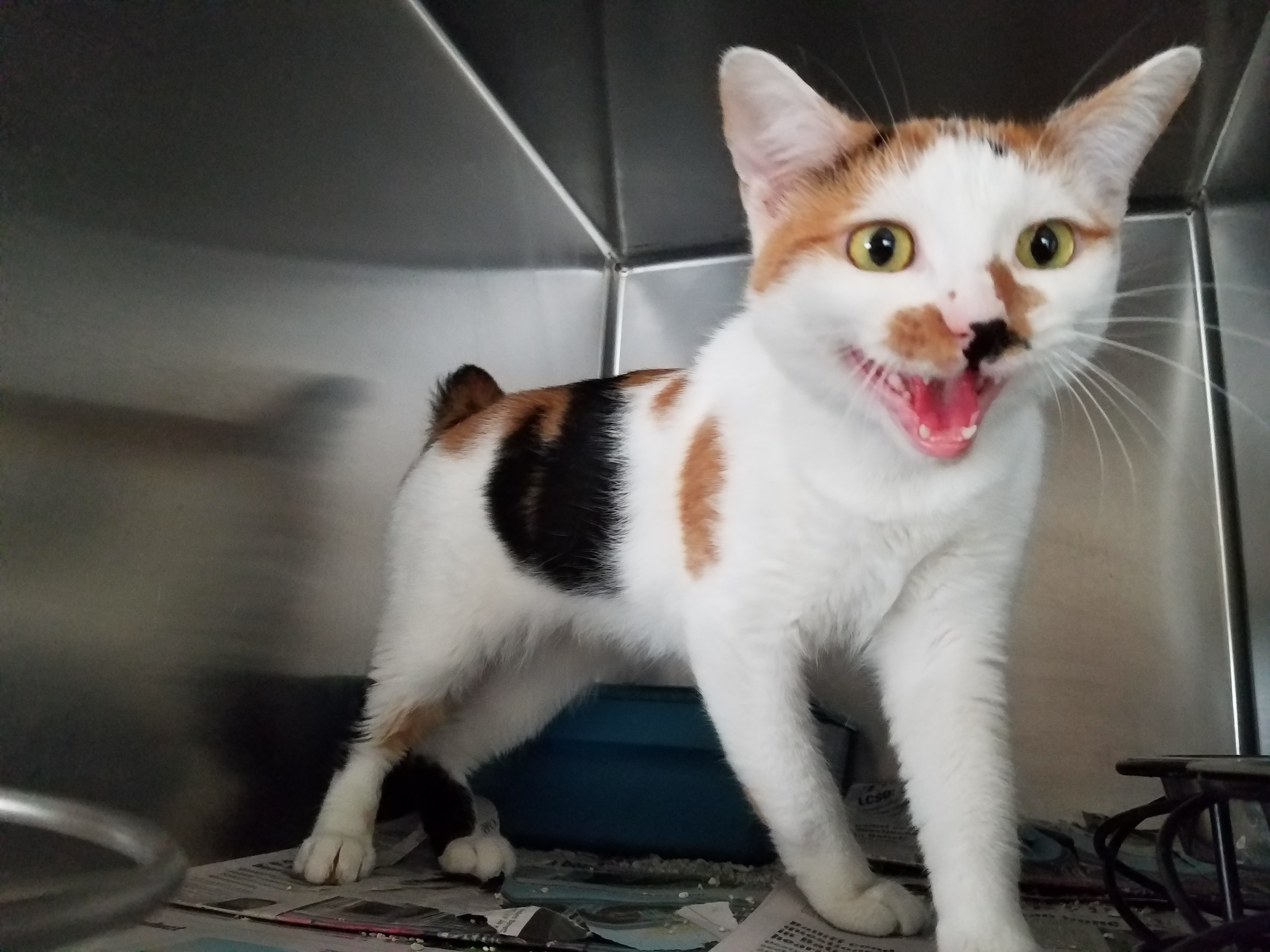 Choctaw County Animal Shelter