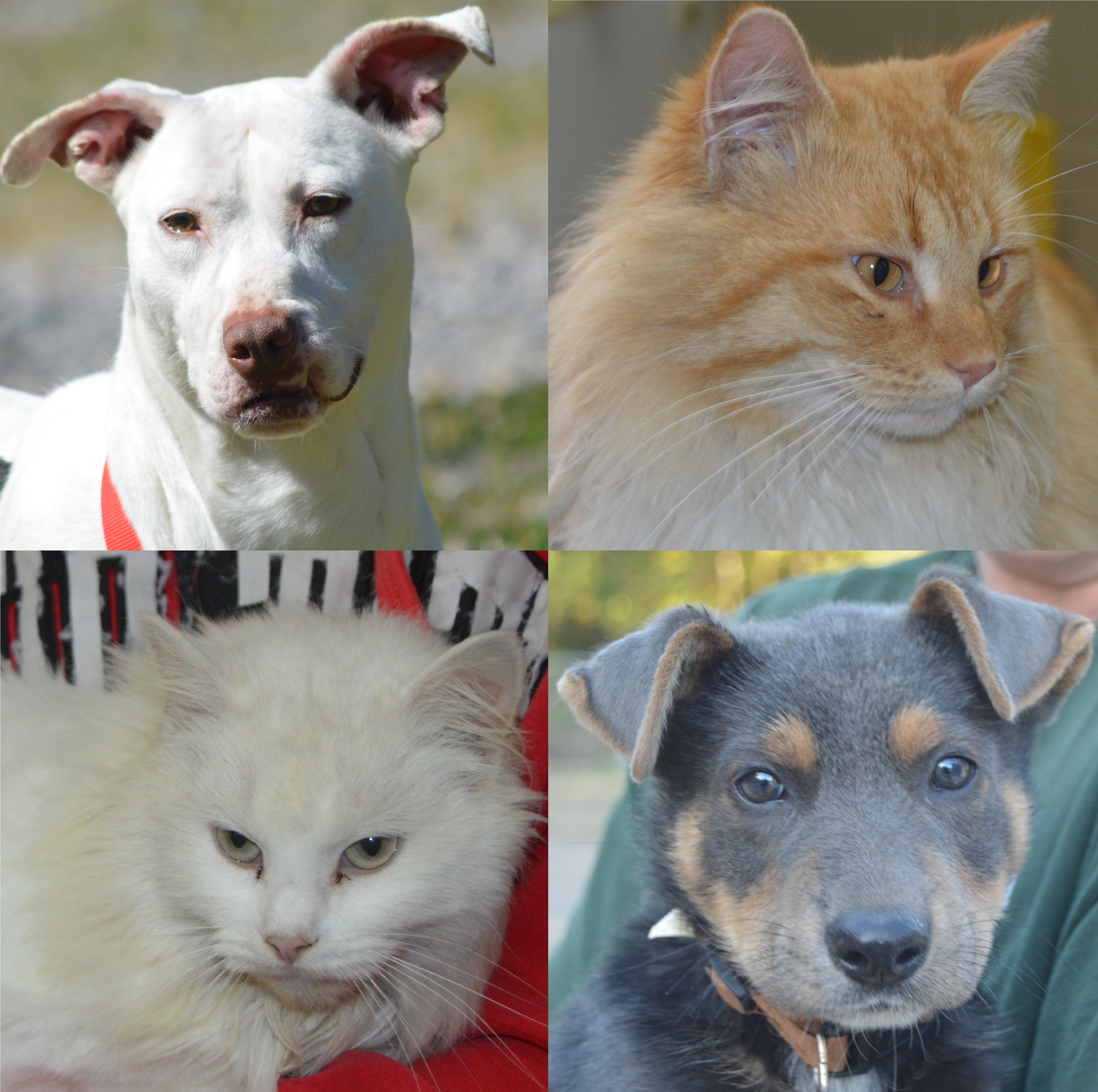 Friends of Horn Lake Animal Shelter
