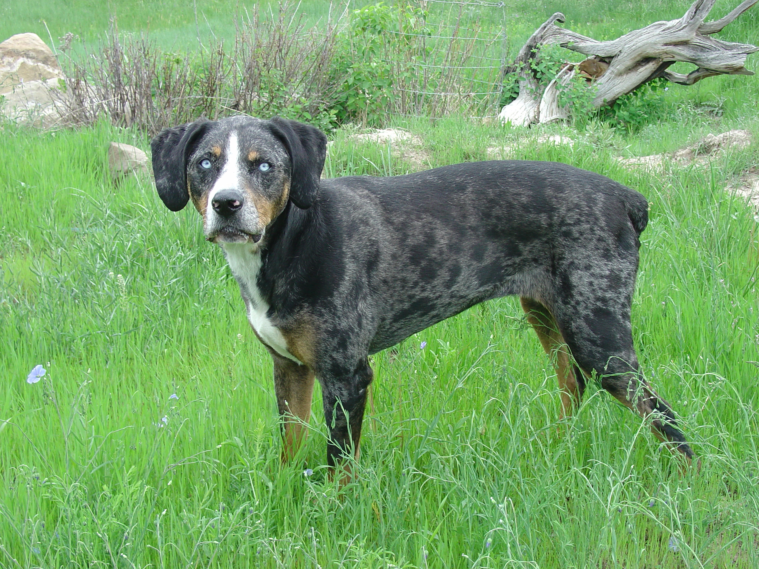 catahoula hound puppy