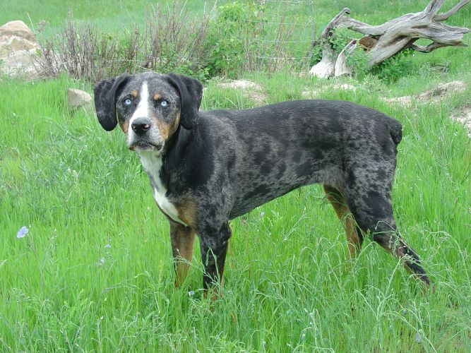 Janeen's Catahoula Leopard Dog Rescue Inc