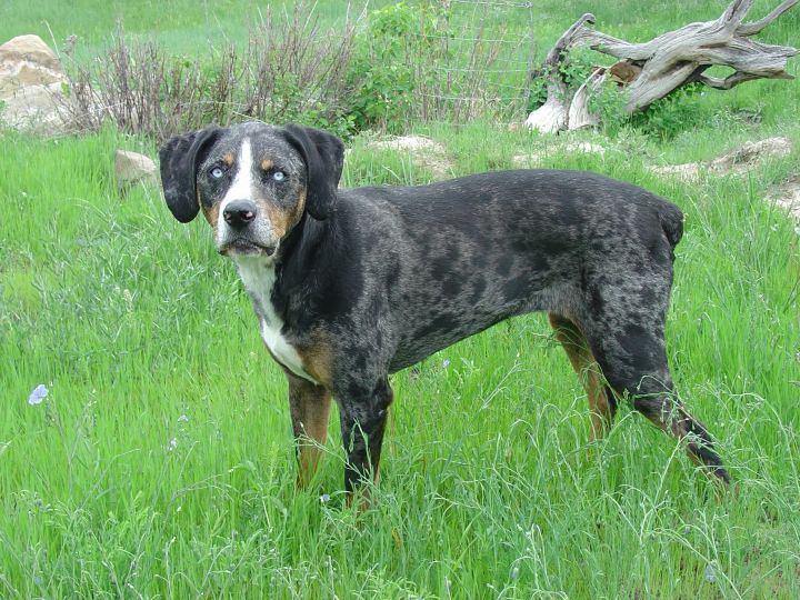 JELLYBEAN (NALC purebred):  Natural Bobtail