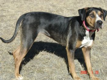 KEESHA  NALC Purebred in MT