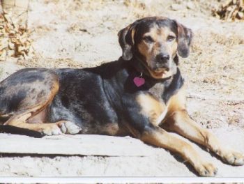 GYPSY: NALC Purebred