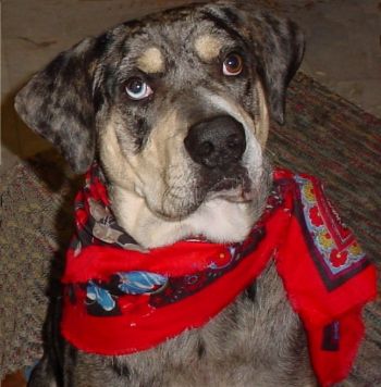 BLUEJEANS: Purebred Adopted from Louisiana