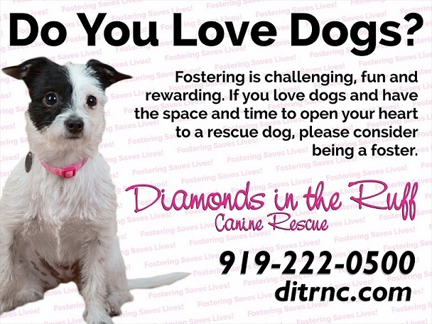 Pets For Adoption At Diamonds In The Ruff In Goldsboro Nc Petfinder