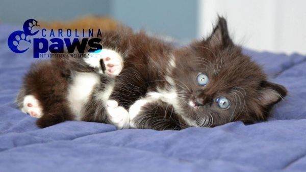 Carolina Pet Adoption & Welfare Society (PAWS)