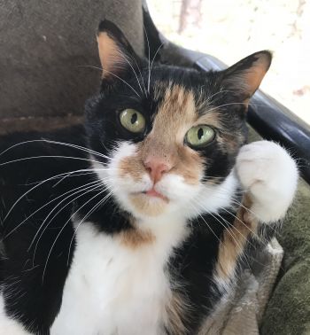 Allyson - purrpartners.org/adopt/cats