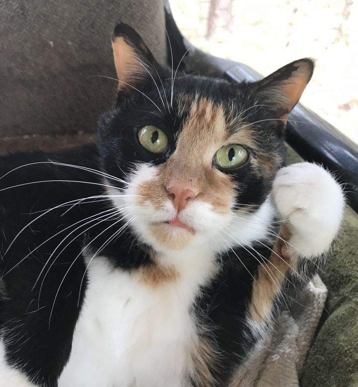 Allyson - purrpartners.org/adopt/cats