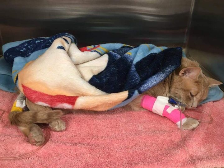 Weasley - rescued March 2019