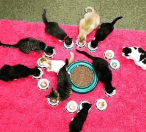 100% Volunteer & Foster based