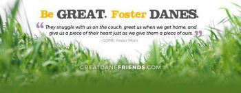 Great Dane Friends -Fostering save lives!