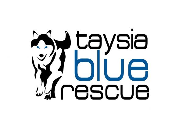 Taysia Blue Siberian Husky Rescue