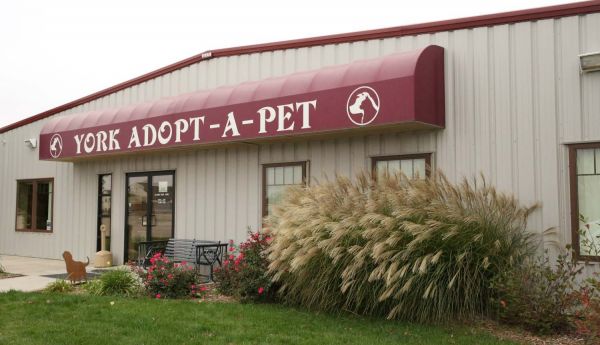 York Adopt-A-Pet