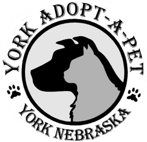 York Adopt-A-Pet