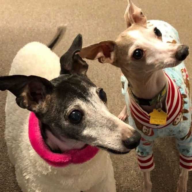 Nebraska & Iowa Italian Greyhound Rescue (IGRF)