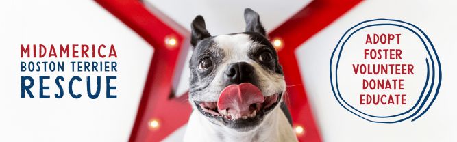 MidAmerica Boston Terrier Rescue