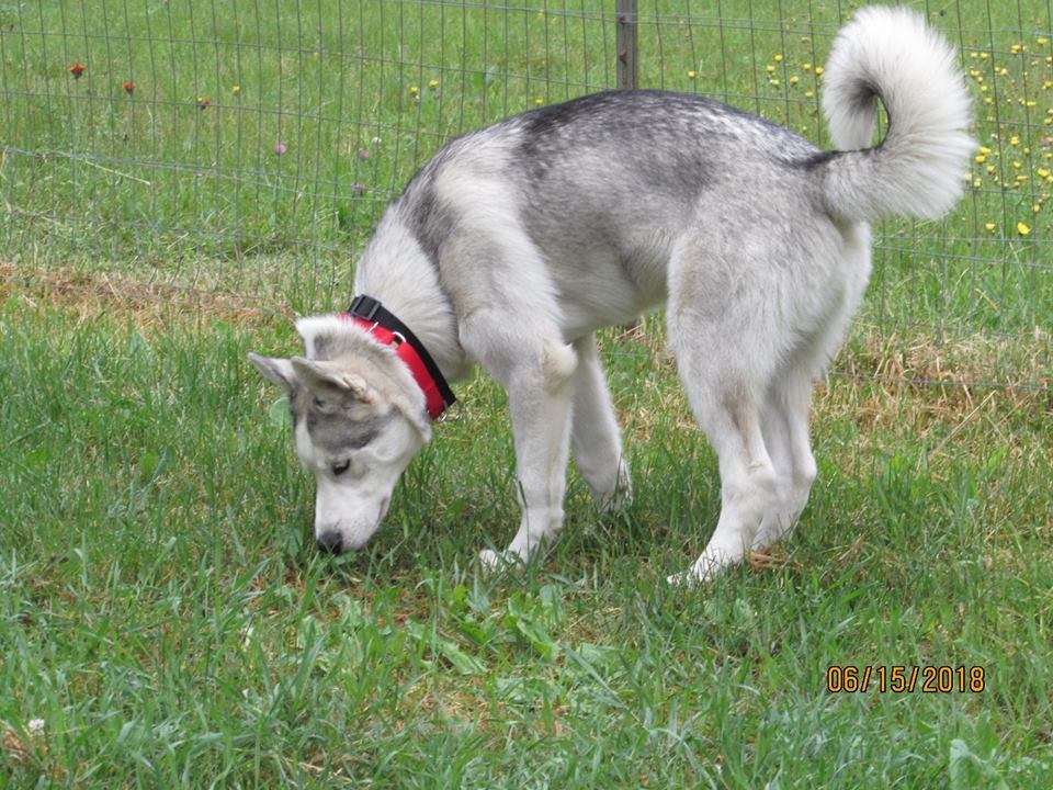 Lost my Way Animal Shelter