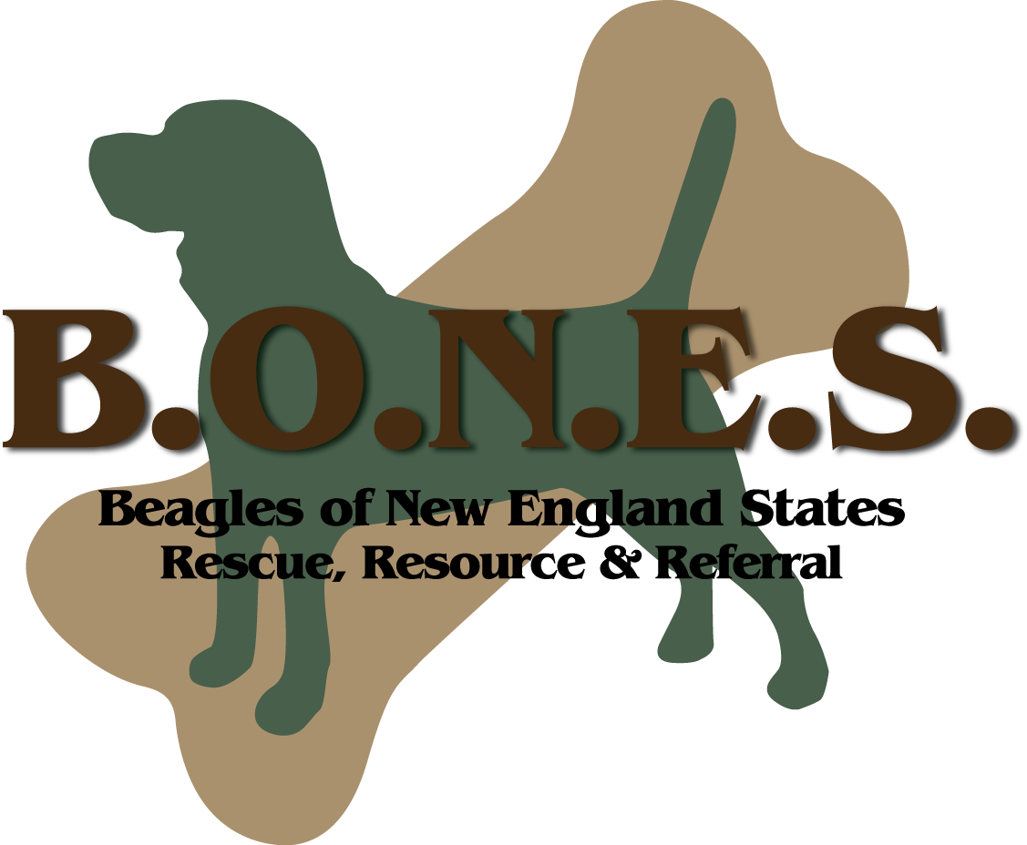 Beagle breeders best sale new england