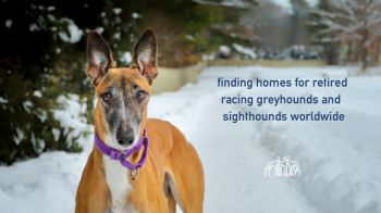 retired racers and sighthounds