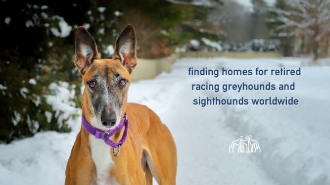 Fast Friends Greyhound Adoption Center