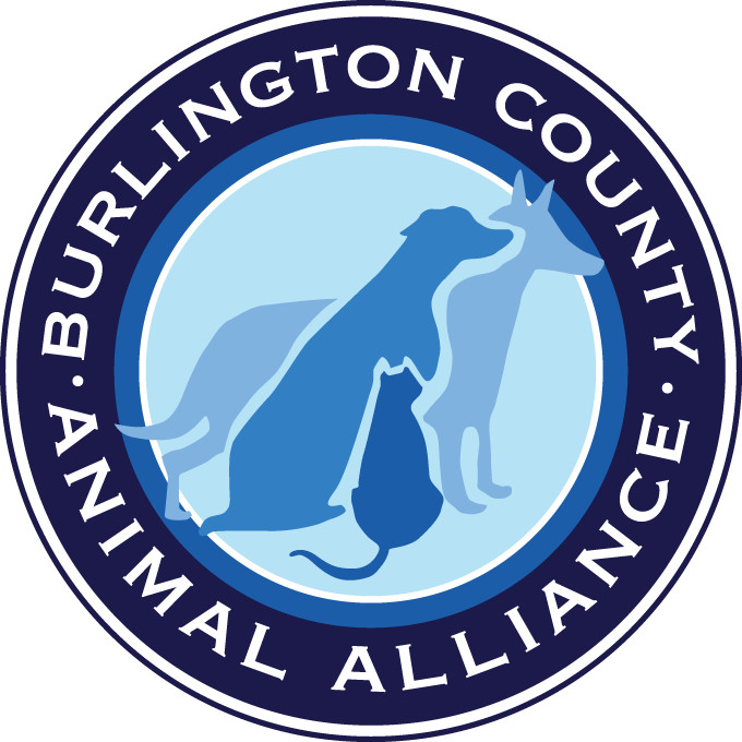 Pets for Adoption at Burlington County Animal Alliance, in Willingboro, NJ  | Petfinder