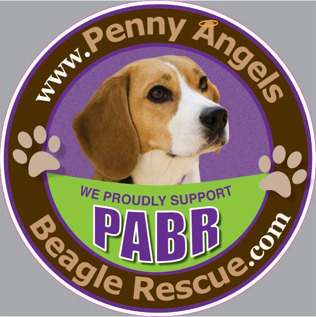 Adoption at Penny Angels Beagle Rescue 