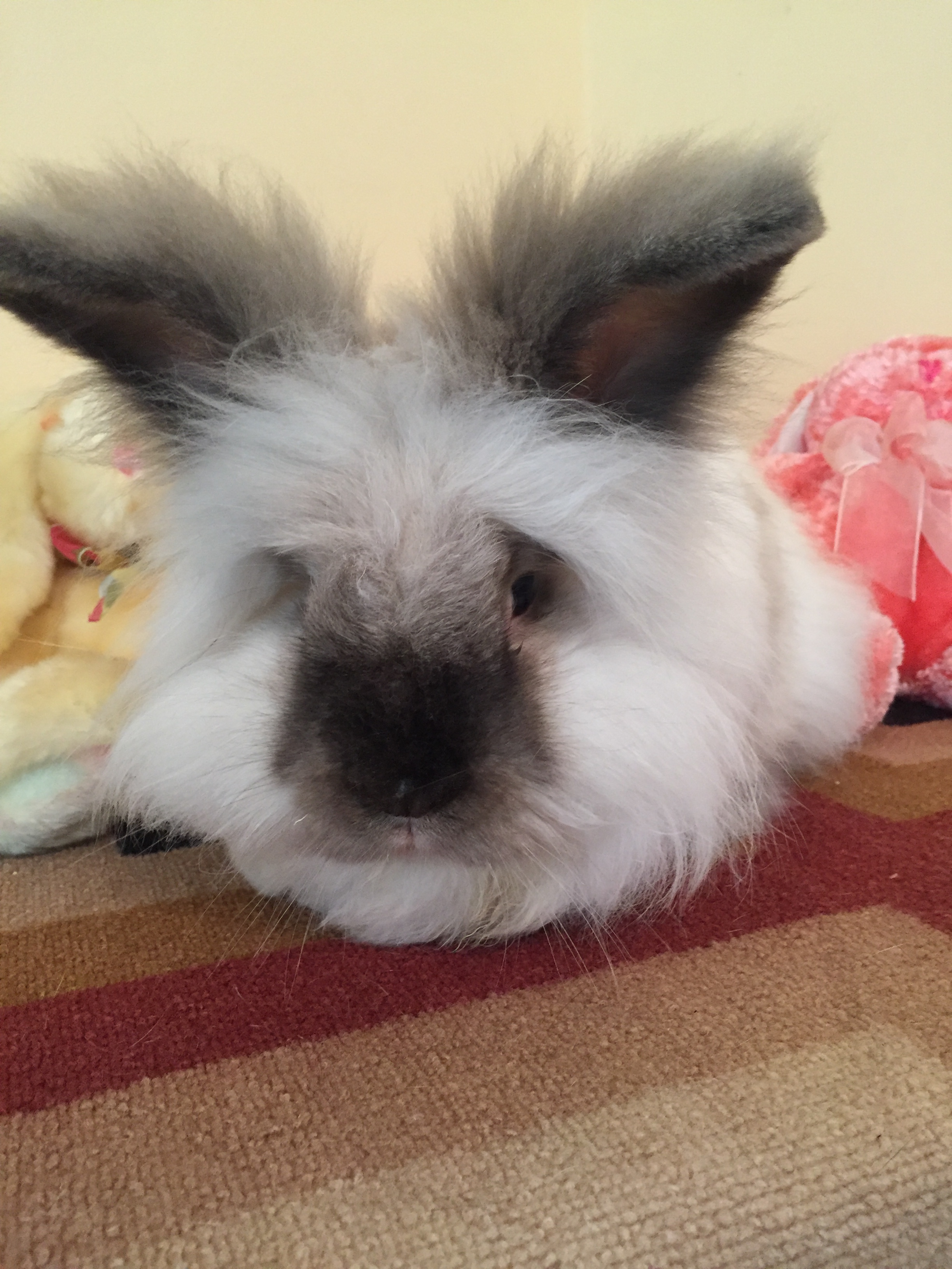 Rescue a best sale bunny near me