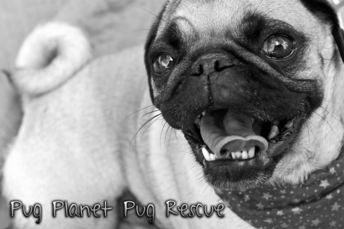 PUG PLANET PUG RESCUE