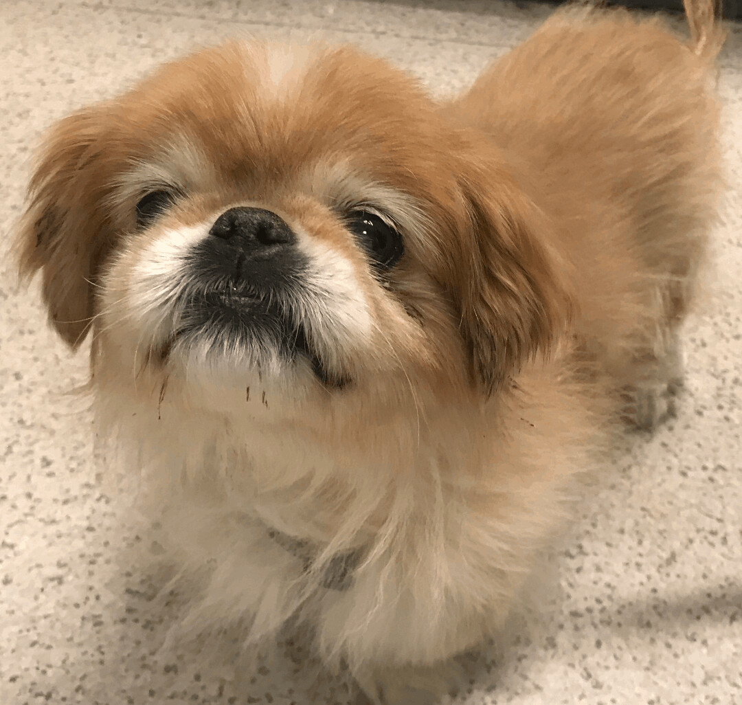 Pets for Adoption at Pekingese Rescue 