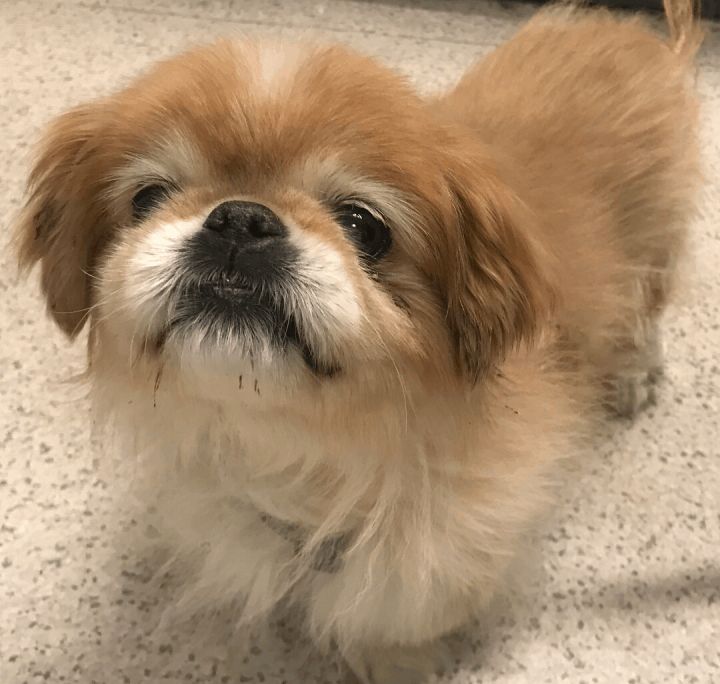 Pekingese rescue discount