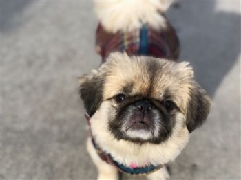 Pekingese pug best sale mix for sale