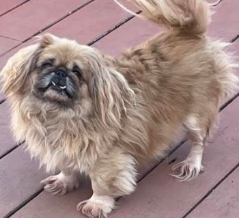 Pekingese rescue discount