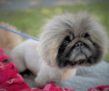 Pekingese rescue sales