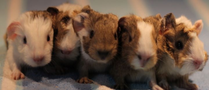 Newborn guinea pigs