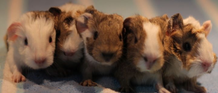 Newborn guinea pigs for clearance sale