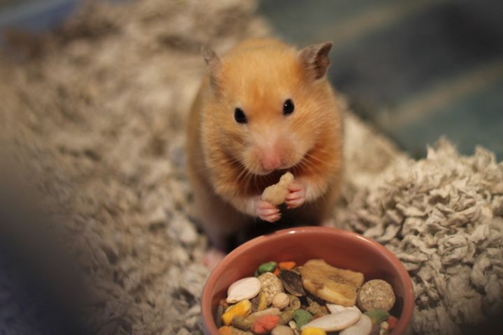 Adult Syrian Hamster